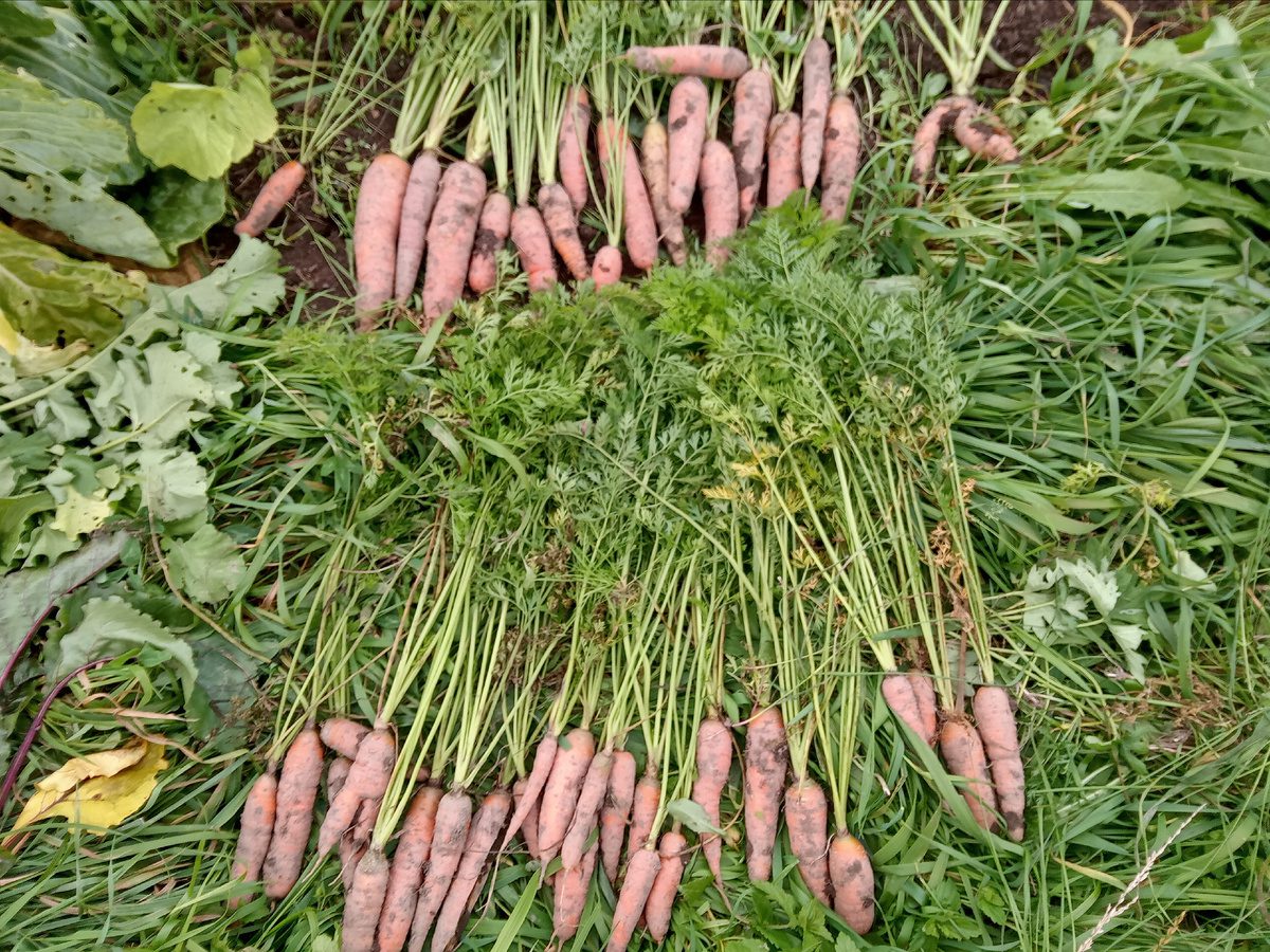 Експерти розповіли, яка головна користь бадилля моркви для городу – несподіваний ефект