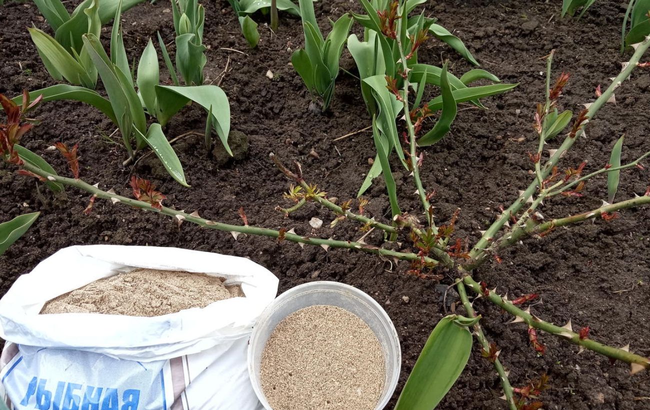 Експерти розповіли, яке добриво найкраще використовувати для покращення ґрунту восени