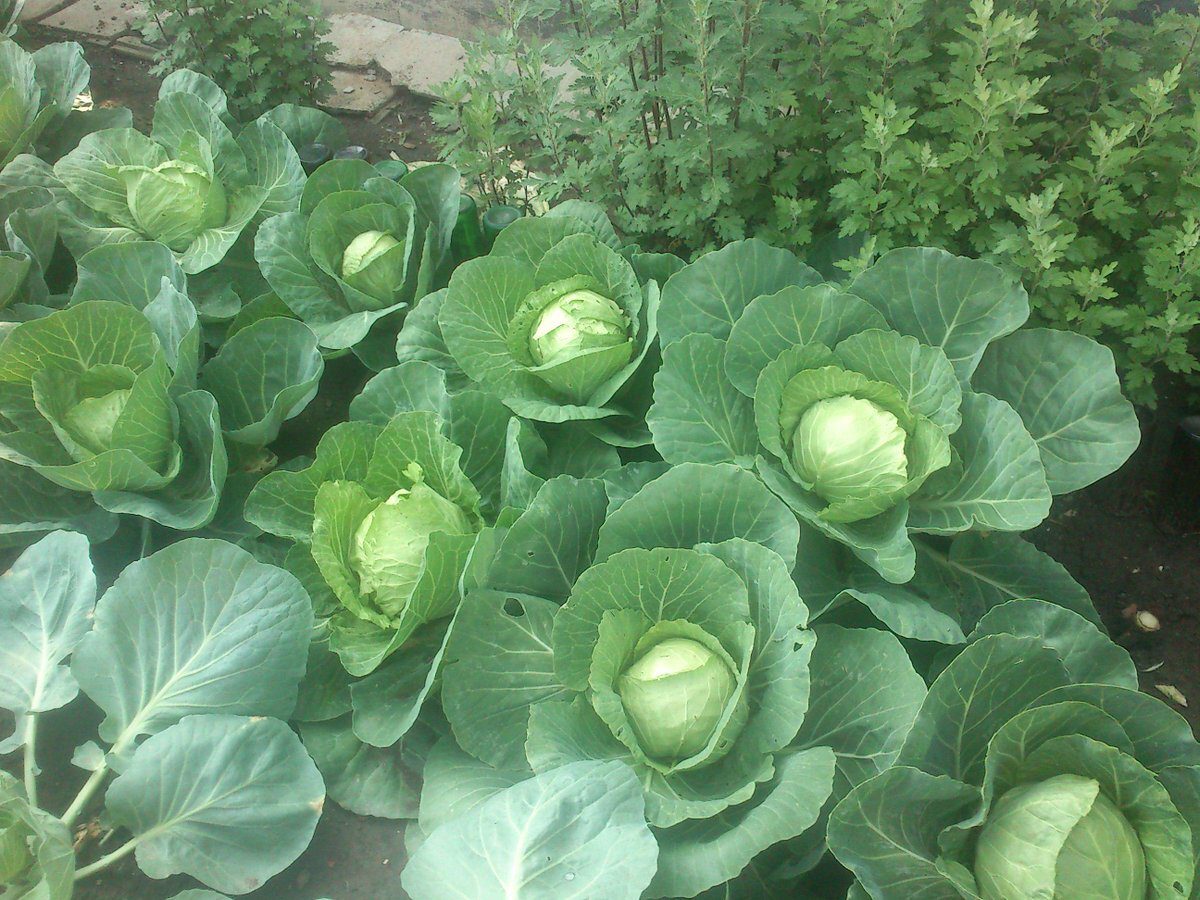Городники розповіли, як відновити ґрунт після вирощування капусти