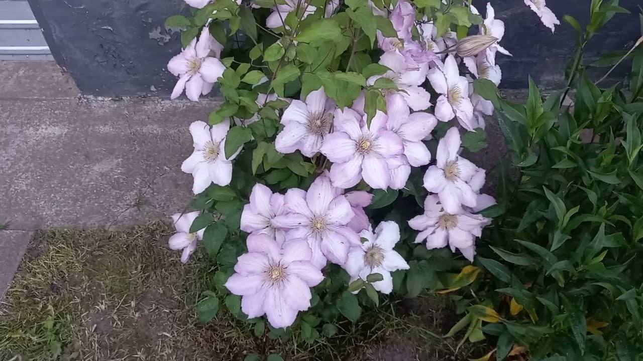 Квітникарі розповіли, як правильно обрізати клематіс восени