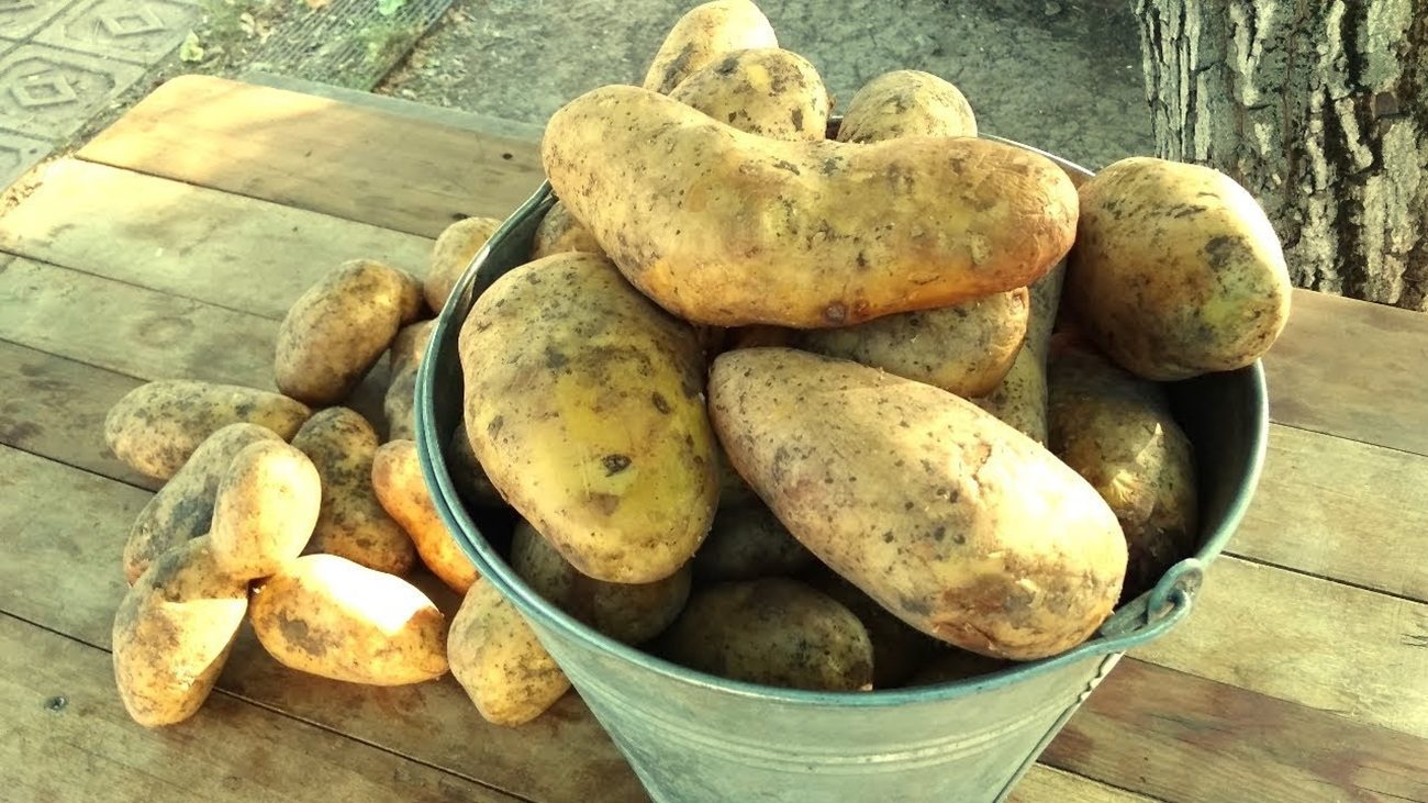  Агрономи назвали 5 сортів картоплі, які дають найбільший урожай