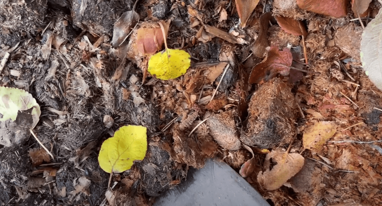 Садоводи згадали дуже старий та ефективний метод удобрення ґрунту восени