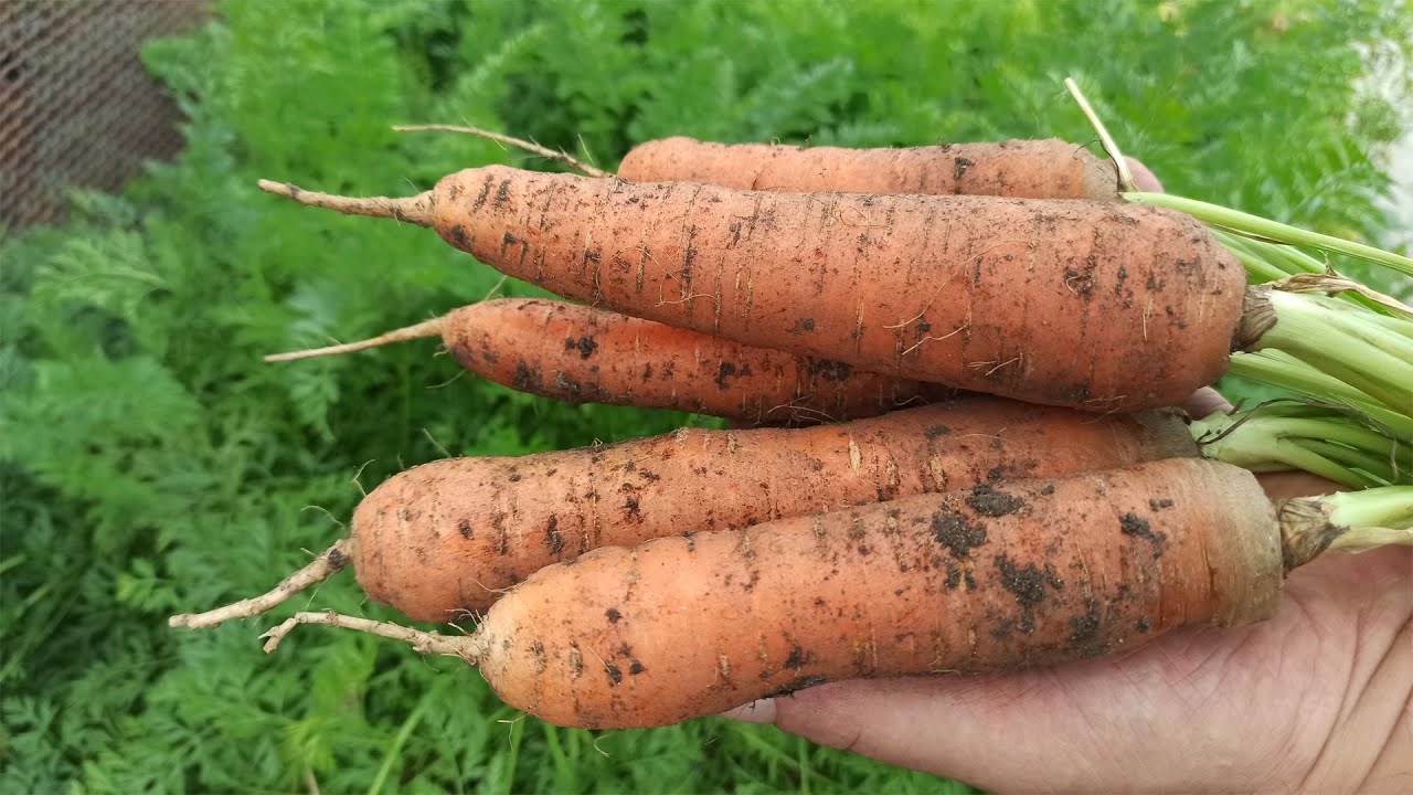 Сорт ранньостиглої моркви Нантська