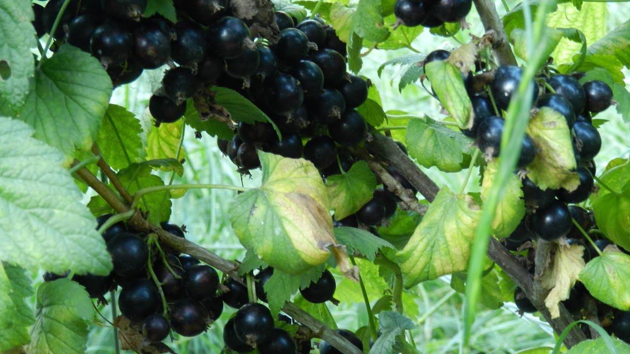 Садівники назвали доступну обробку, яка підготує смородину до зимового сезону