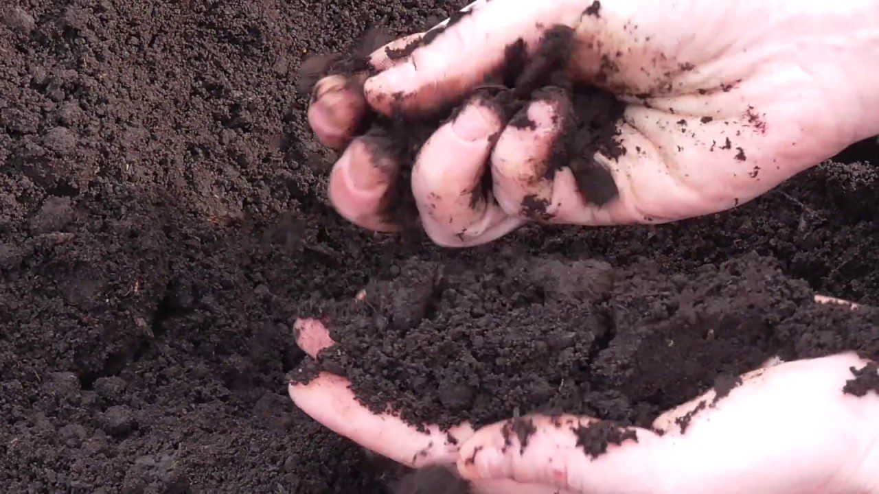 Городники розповіли, чим обробити ґрунт від фітофтори після збору картоплі 