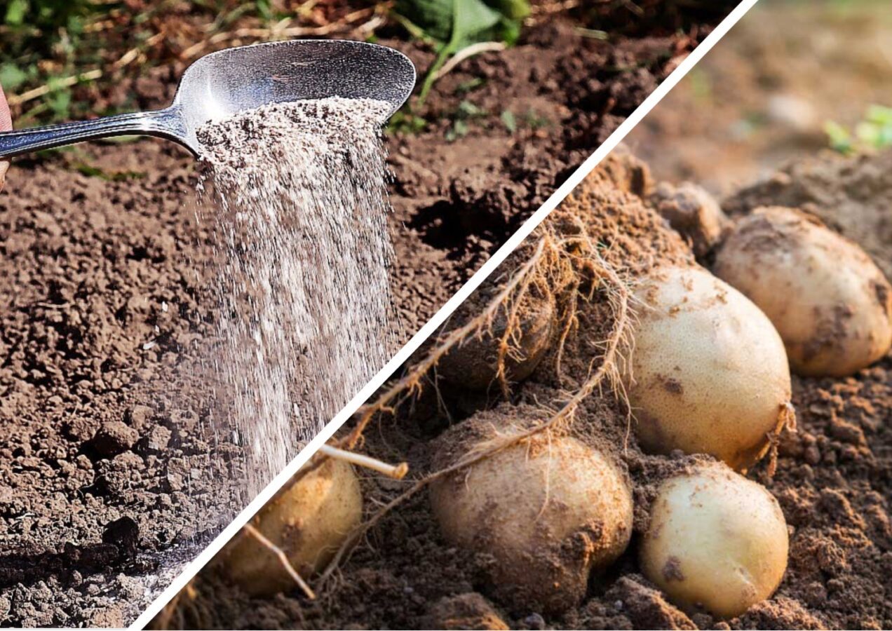 Городники розповіли, чим обробити ґрунт від фітофтори після збору картоплі 