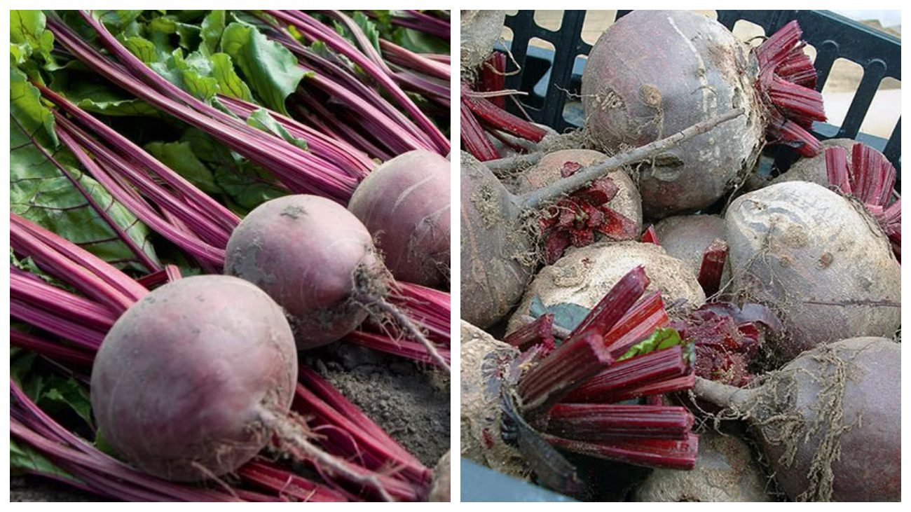 Експерти розповіли, як правильно збирати та зберігати буряк