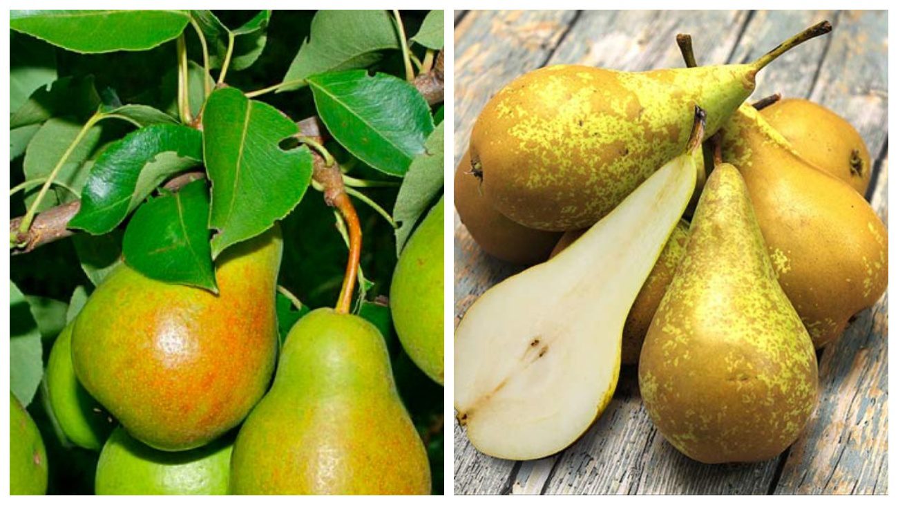 Садівники розповіли про терміни збирання врожаю груш різних сортів