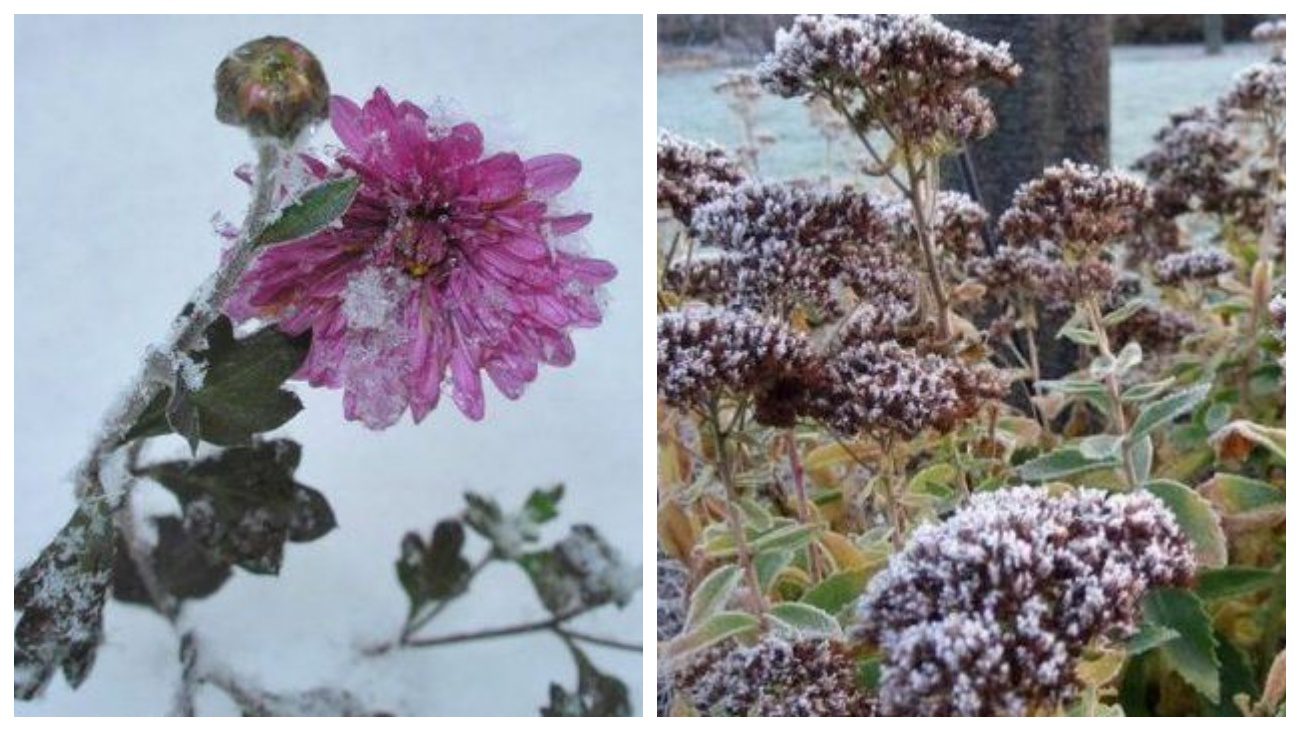 Садівники назвали квіти, які цвітуть до заморозків