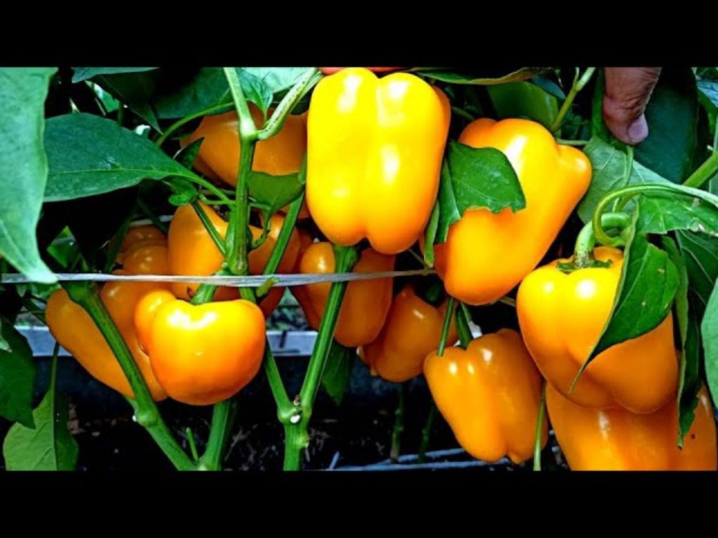 Сорт солодкого перцю для осінньої посадки