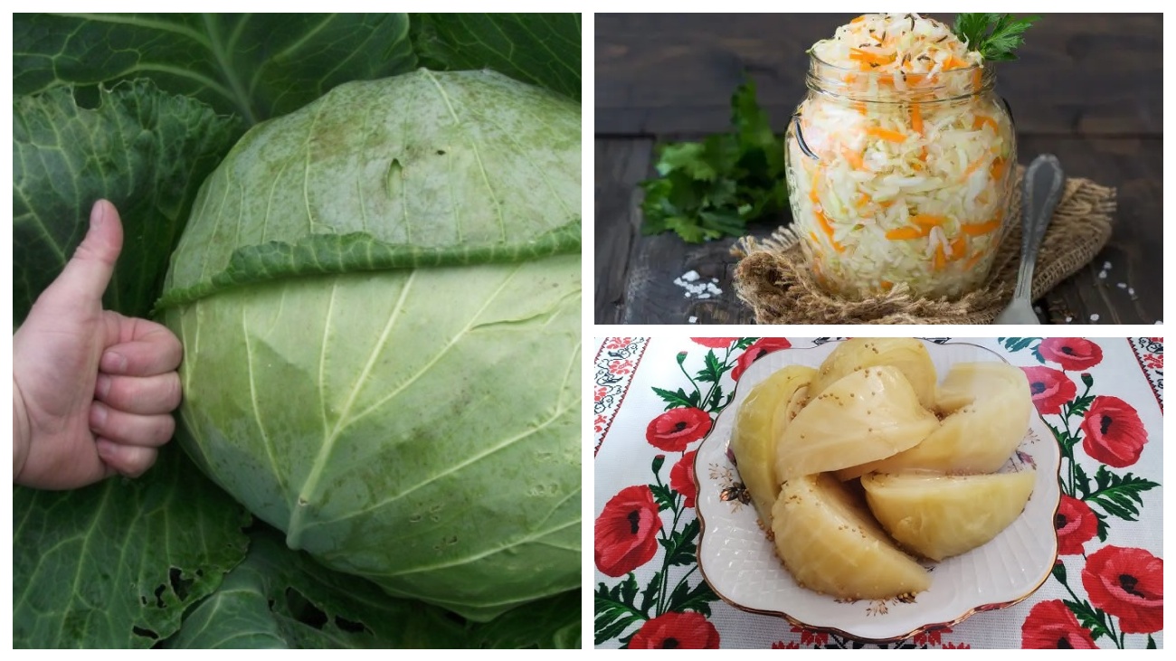 Городники розповіли, який мінусові температури витримує капуста