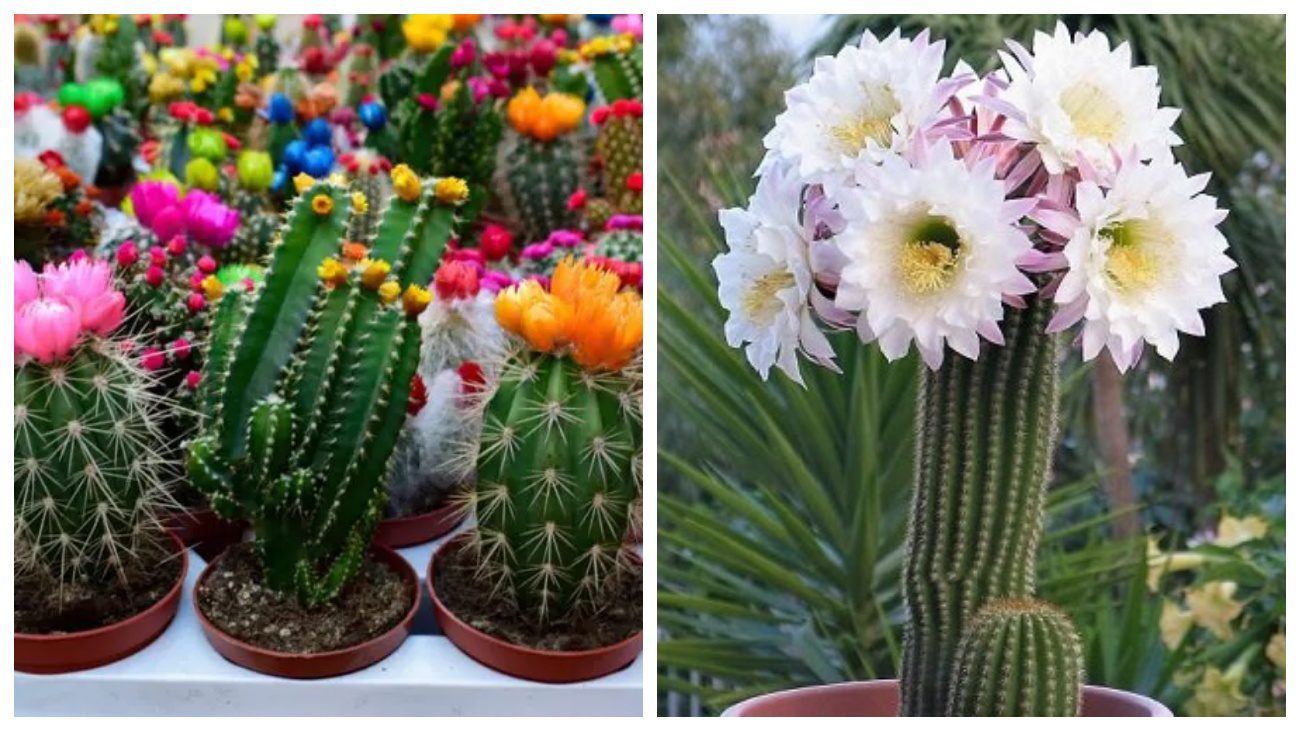 Квітникарі розповіли, що зробити за для цвітіння кактуса