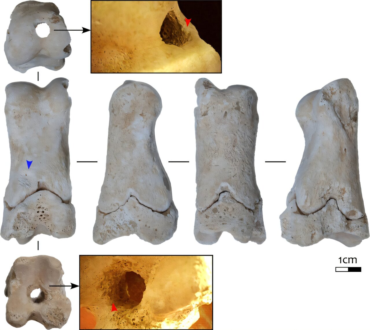 Молода фаланга Bos. Червоні стрілки вказують на смуги від буріння. Синя стрілка вказує на область пошкодження термітами. Авторство: Langley et al. 2025