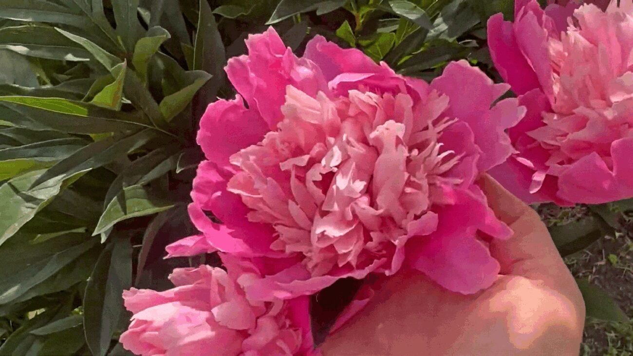 Садівники розповіли, які квіти треба садити восени, аби навесні була пишна клумба 