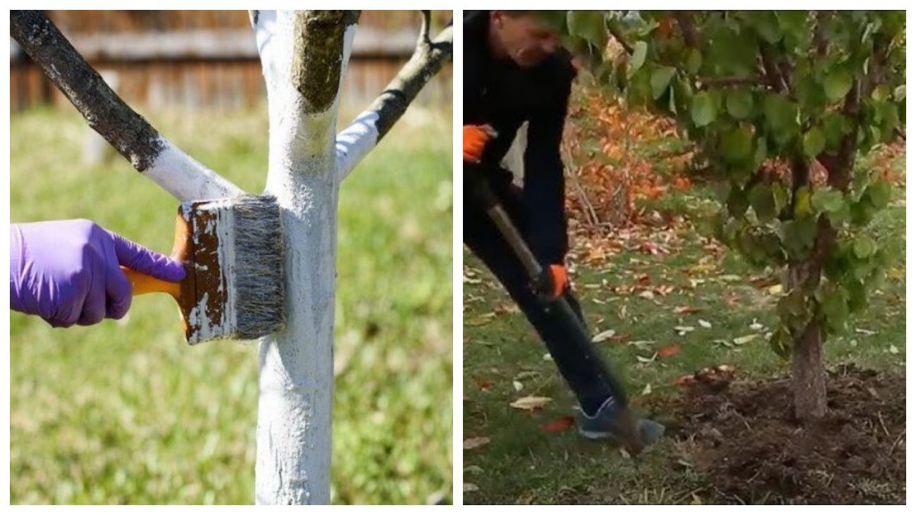 Садівники розповіли, які осінні заходи є марними