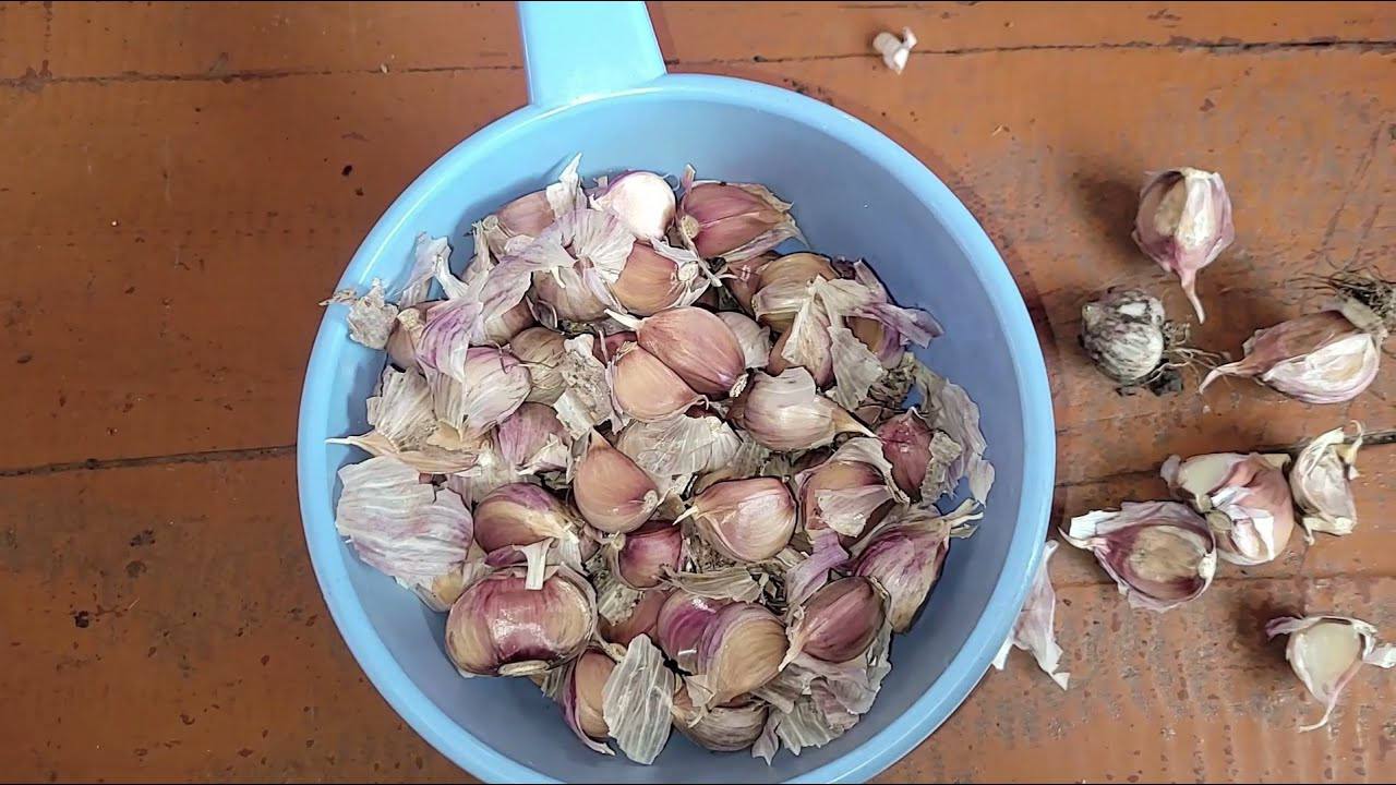 Городники розповіли, коли найкраще садити озимий часник