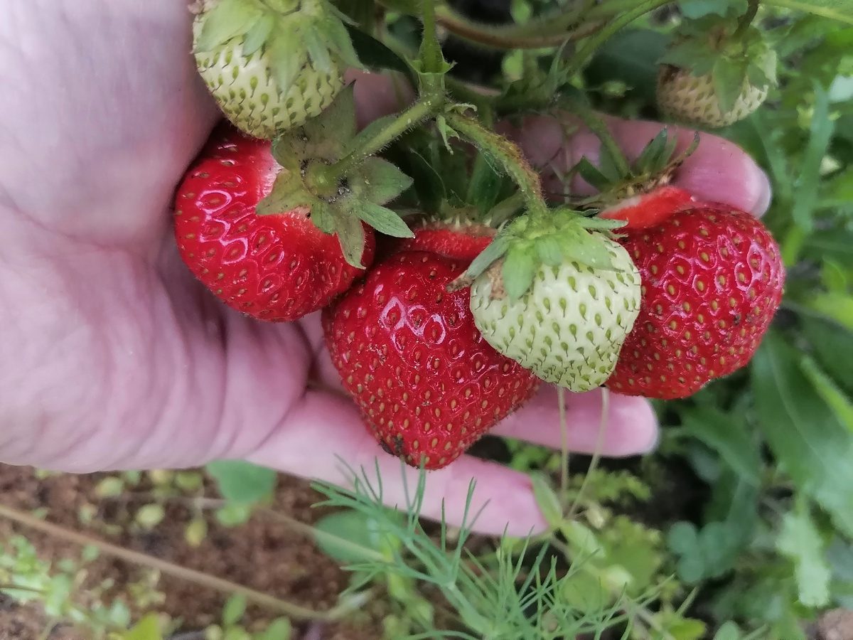 Садівники розповіли, яке добриво для полуниці допоможе значно покращити врожайність рослини