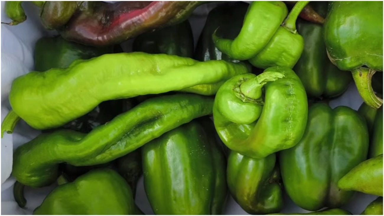 Городники розповіли, як прискорити дозрівання перців та томатів після збору урожаю