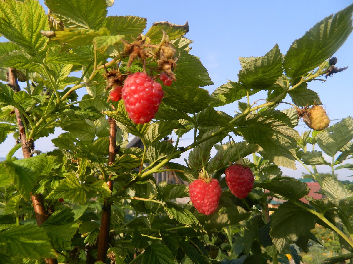 Експерти розповіли, як підготувати малину до зими, якщо на кущах все ще є ягоди
