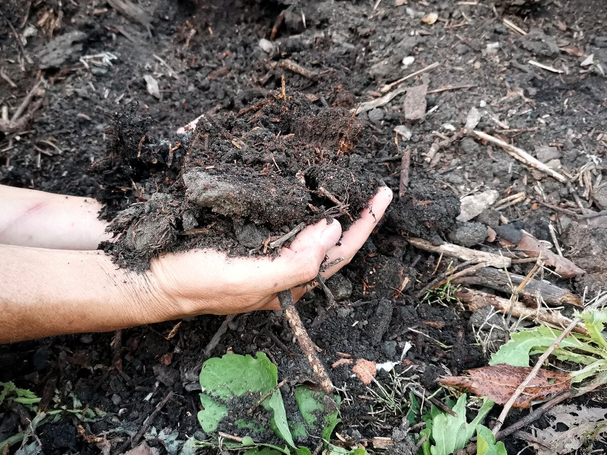 Експерти розповіли, як відновити ґрунт після вирощування картоплі на ділянці – лайфхак