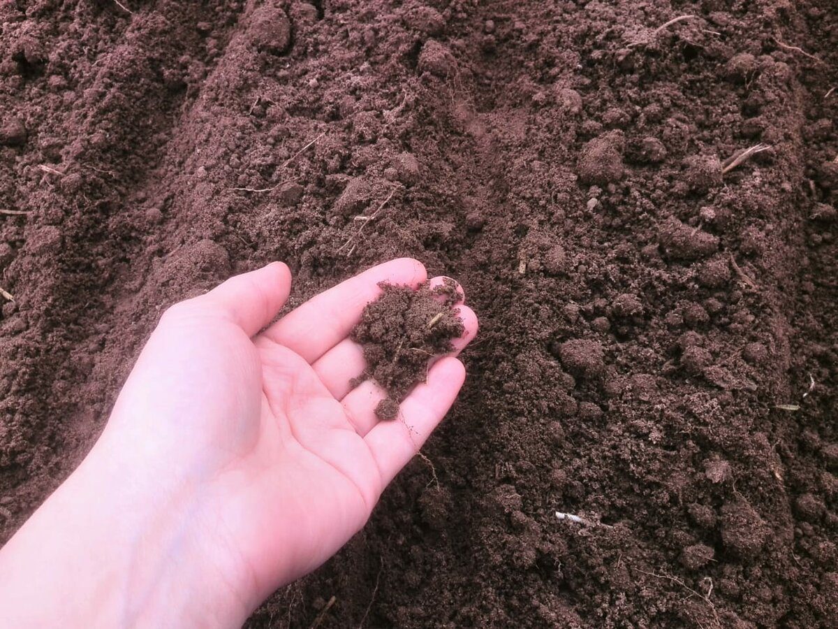 Експерти розповіли, як відновити ґрунт після вирощування картоплі на ділянці – лайфхак