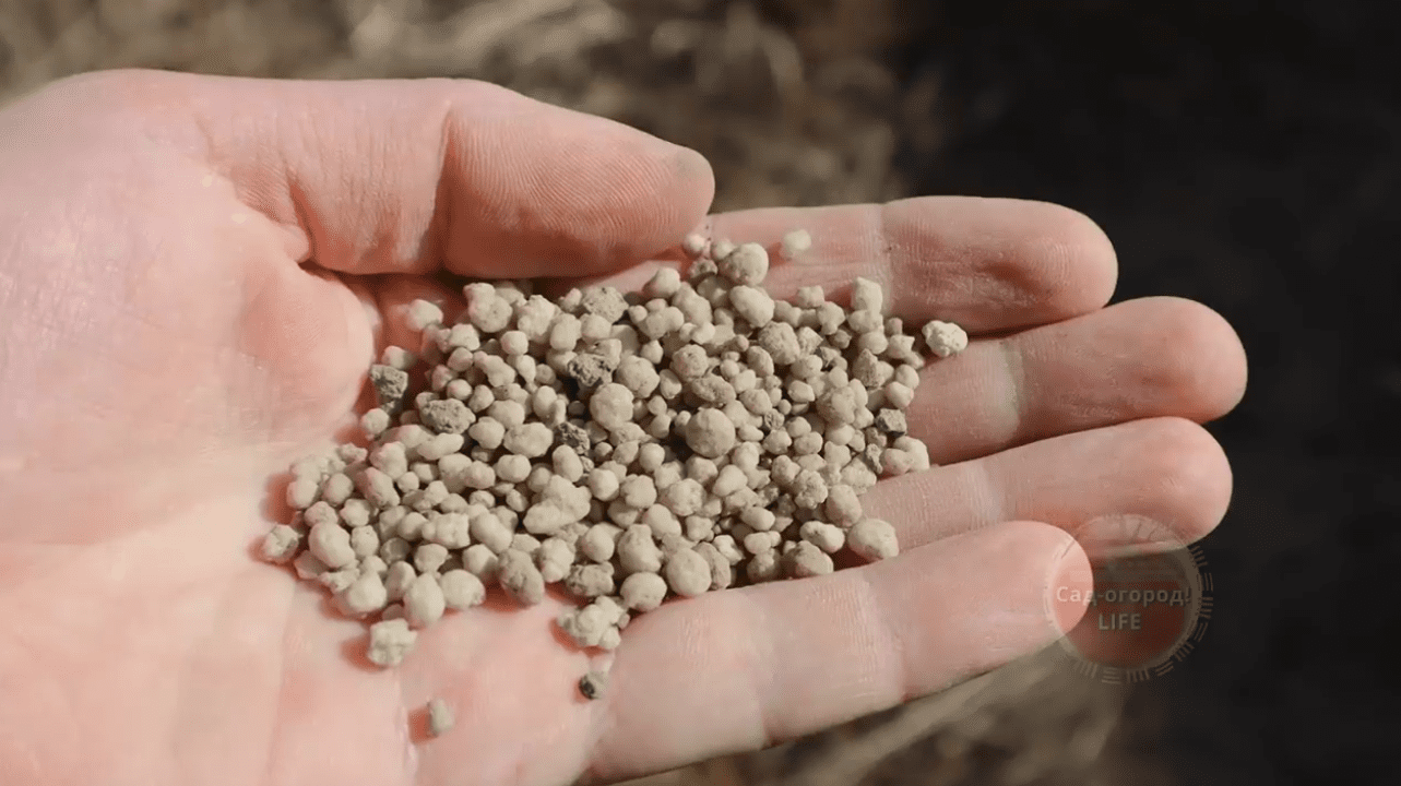 Городниця розповіла про диво-добриво