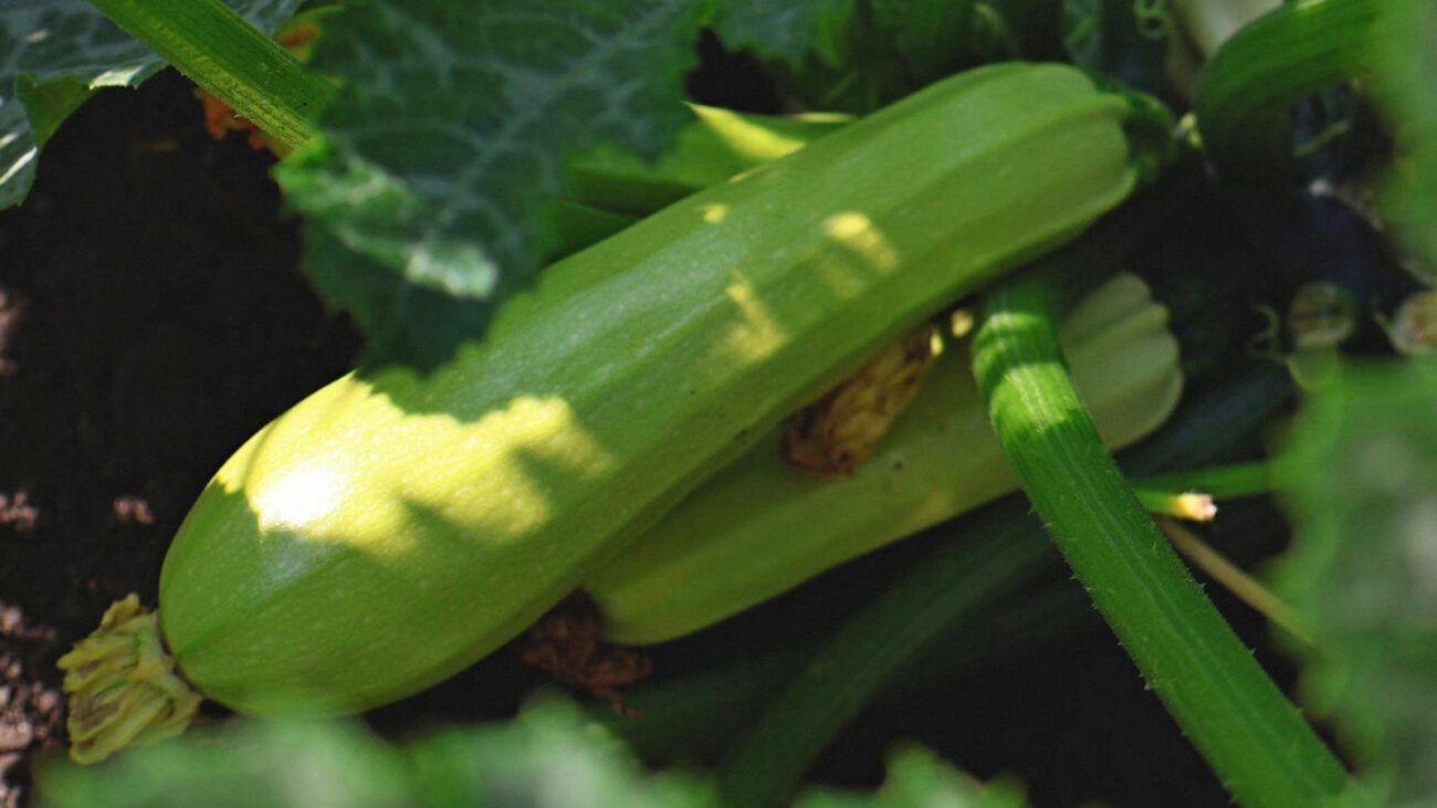 Городники розповіли, який сорт кабачків буде плодоносити до листопада 
