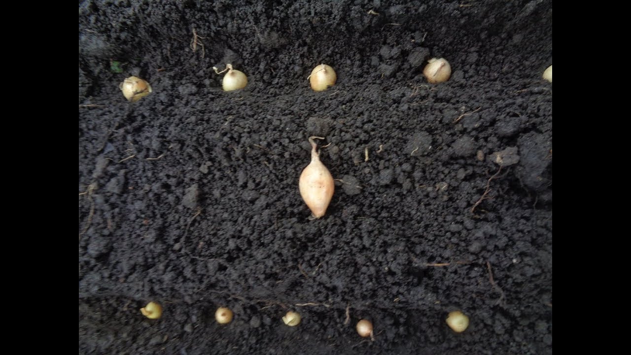 Експерти назвали найкращі дні для посадки цибулі в Україні у жовтні-листопаді