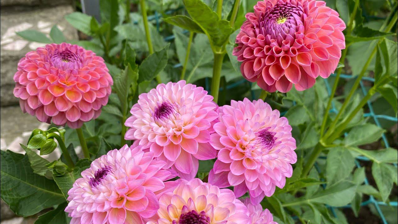 Квітникарі розповіли, яка невибаглива рослина чудово прикрасить сад восени