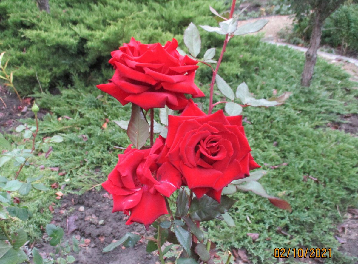 Експерти розповіли про осіннє підживлення троянд