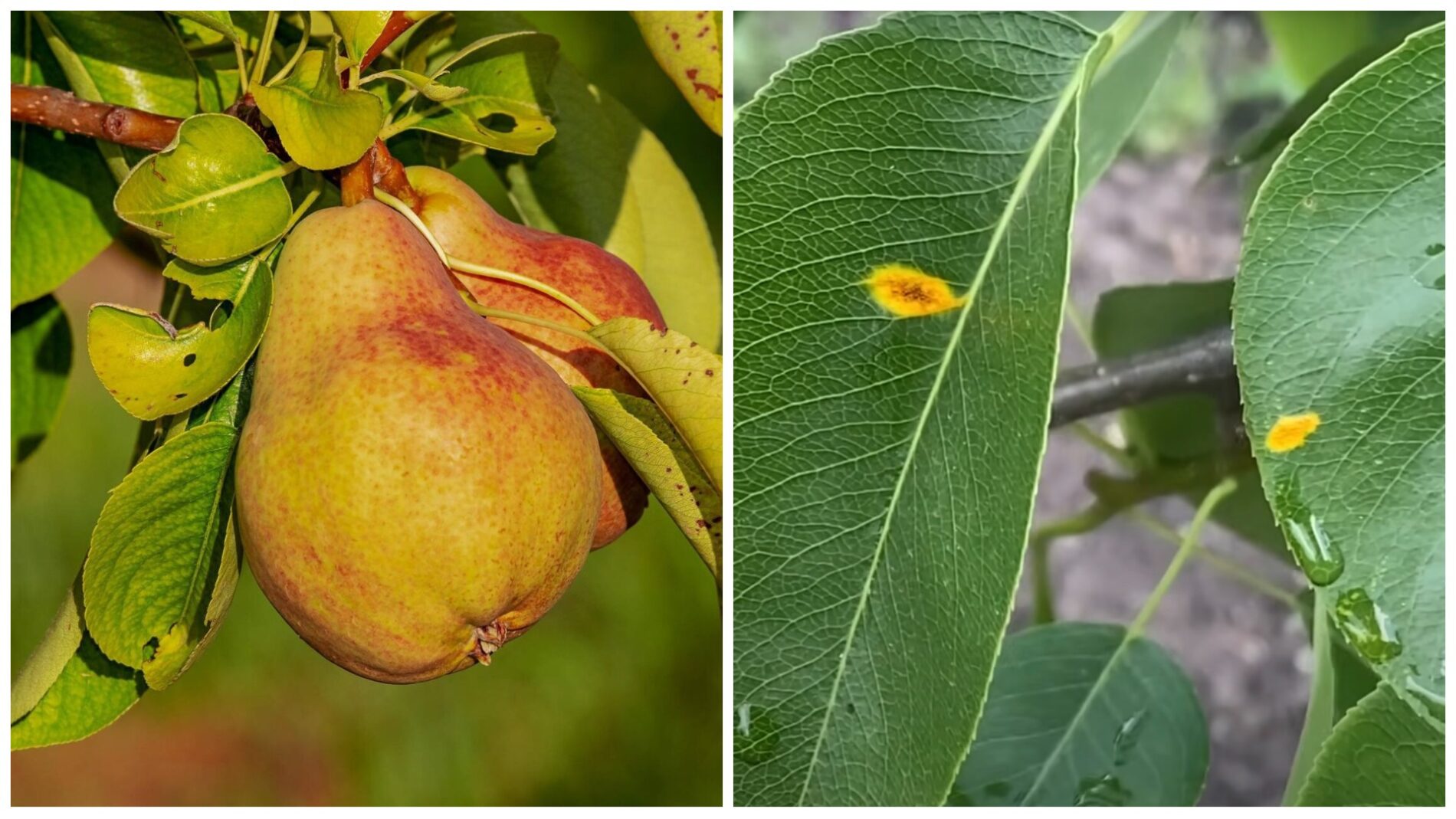 Садівники розповіли, чим обробити грушу від іржі Садівники розповіли, чим обробити грушу від іржі