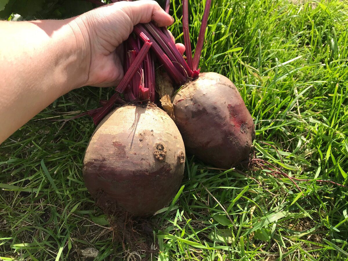 Експерти розповіли, як доглядати за буряком у вересні