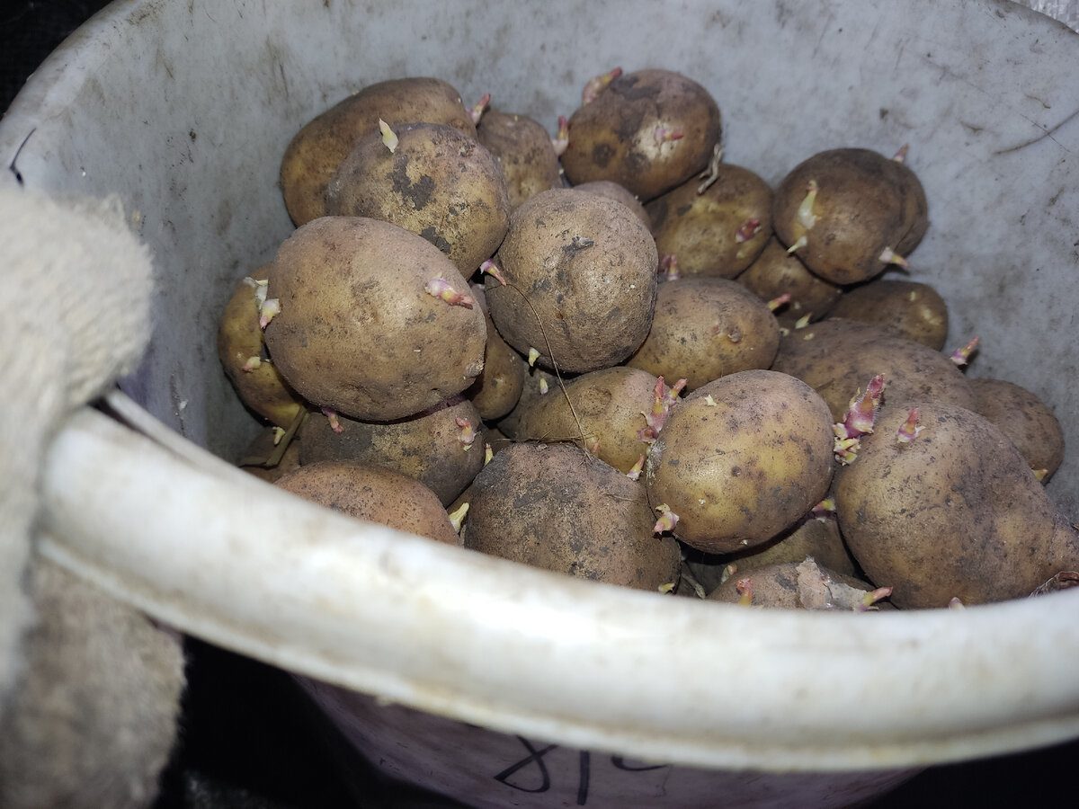 Експерти розповіли про помилку після збору врожаю картоплі 