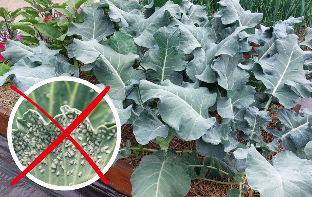 Городники розповіли, як влітку боротися з білокрилкою на капусті 