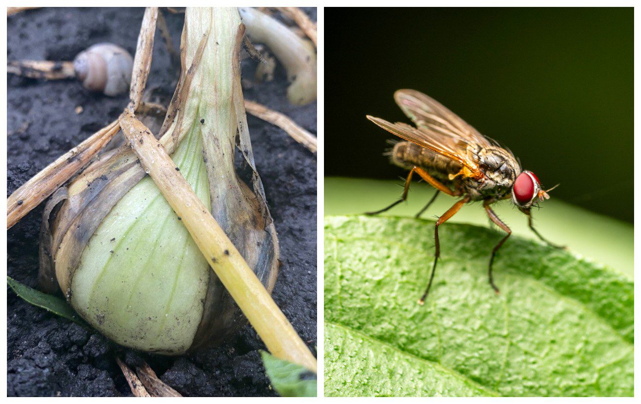 Городники розповіли, чим восени обробити ґрунт від цибулевої мухи 