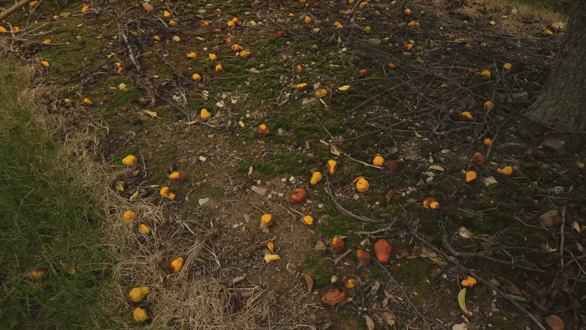 Експерти розповіли, чому не варто викидати гнилі яблука
