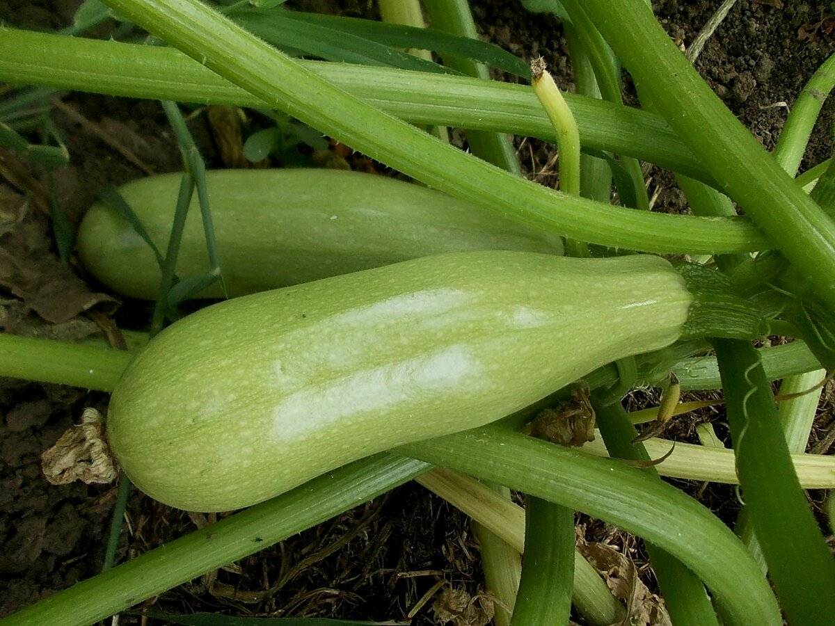 Городники розповіли, який сорт кабачків буде плодоносити до листопада 