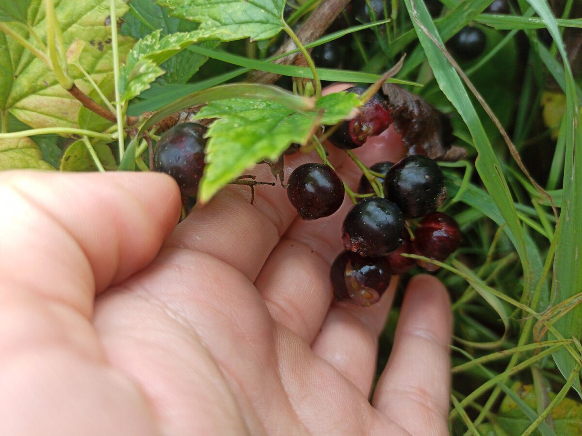 Експерти розповіли, яке добриво найкраще обрати для відновлення потенціалу смородини