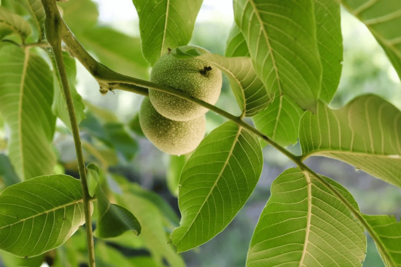 Що робити, щоб волоські горіхи не чорніли зсередини