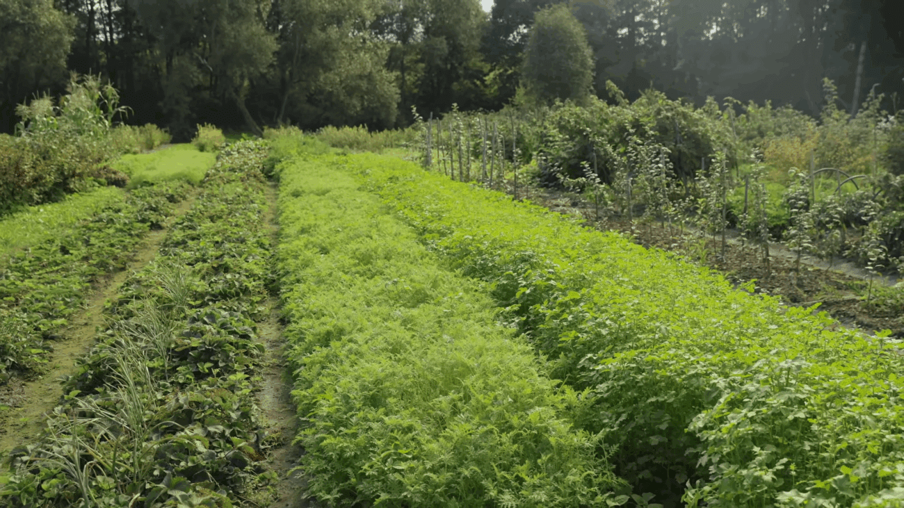 Експерти розповіли, які сидерати сіяти після томатів та огірків