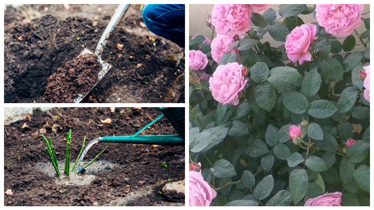 Квітникарі розповіли, чому вигідно висаджувати троянди у жовтні