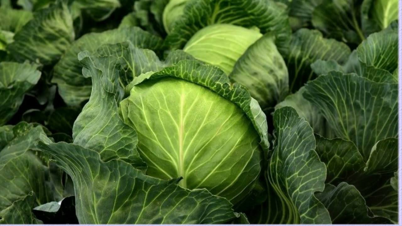 Городники розповіли, чим можна ефективно обробити капусту від шкідників