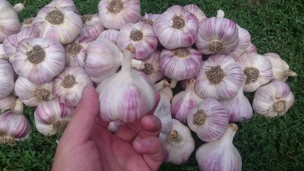 Експерти пояснили, на яких грядках на городі краще не висаджувати озимий часник для врожайності