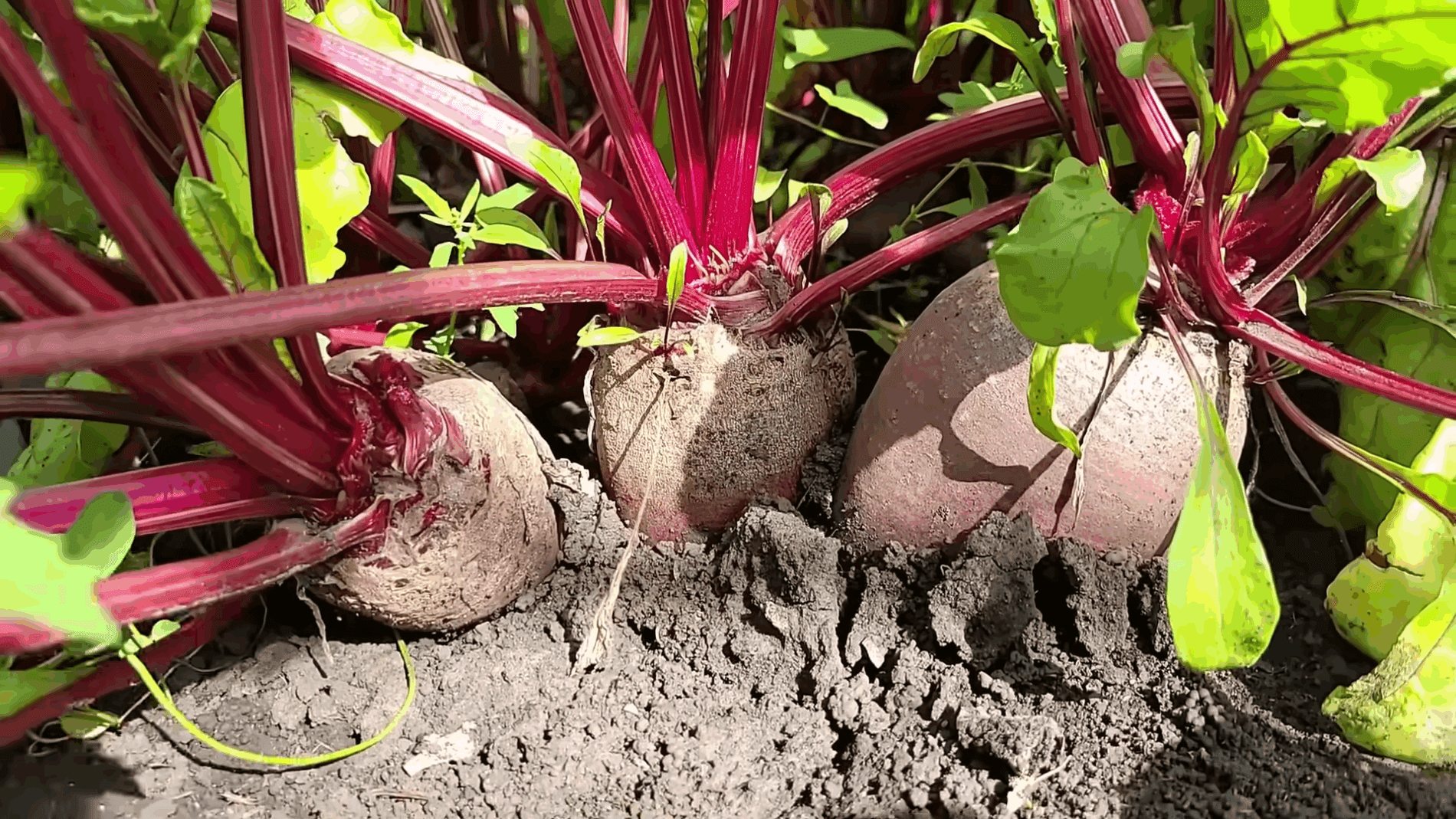 Експерти розповіли, як правильно збирати та зберігати буряк