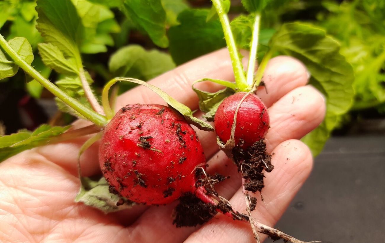 Городники розповіли, які культури встигнуть вирости у теплиці до заморозків 