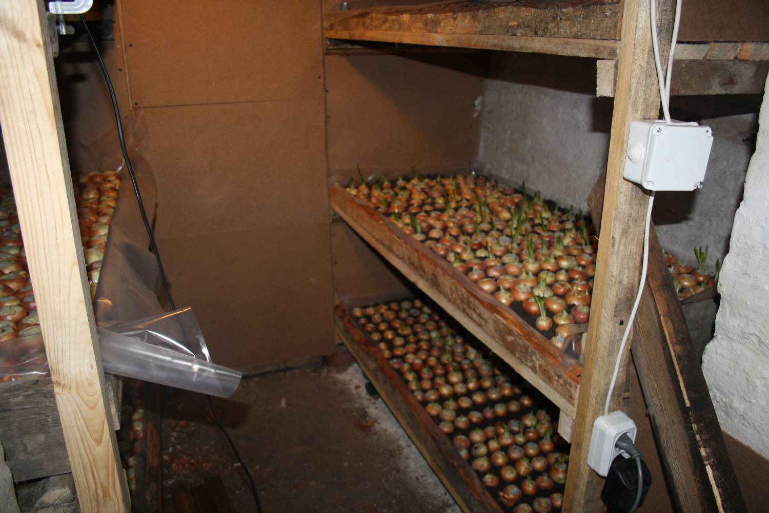 Експерти розповіли про зберігання овочів і фруктів у підвалах 