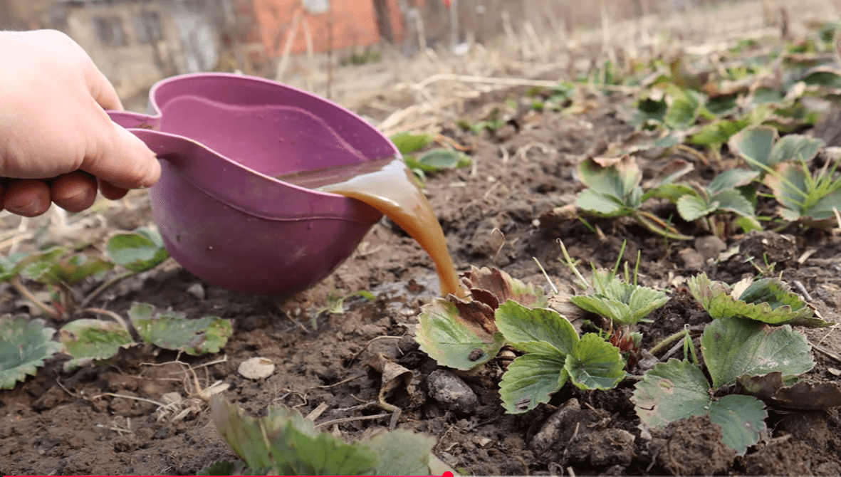 Городники дали рецепт живильного осіннього підживлення для полуниці