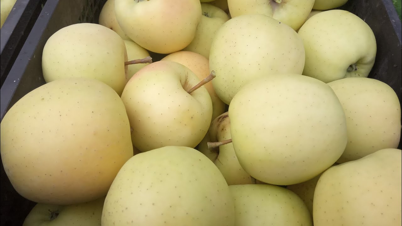 Найврожайніший сорт яблуні в 2025 році