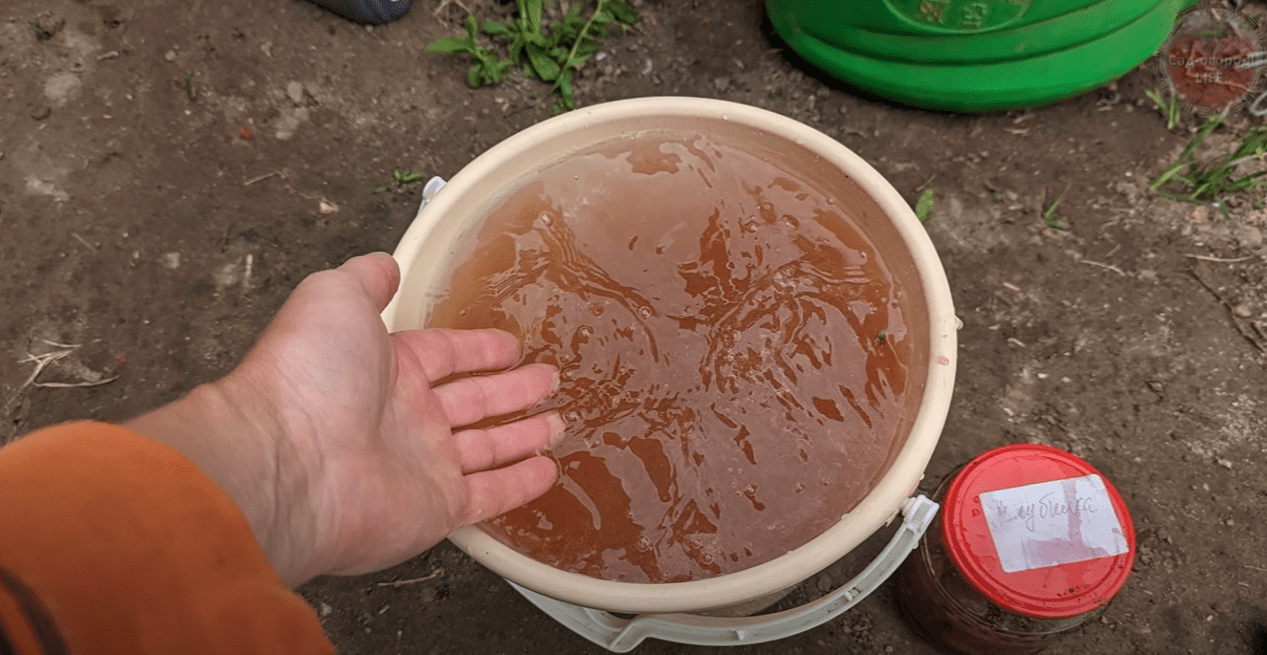 Городники назвали ефективне універсальне добриво