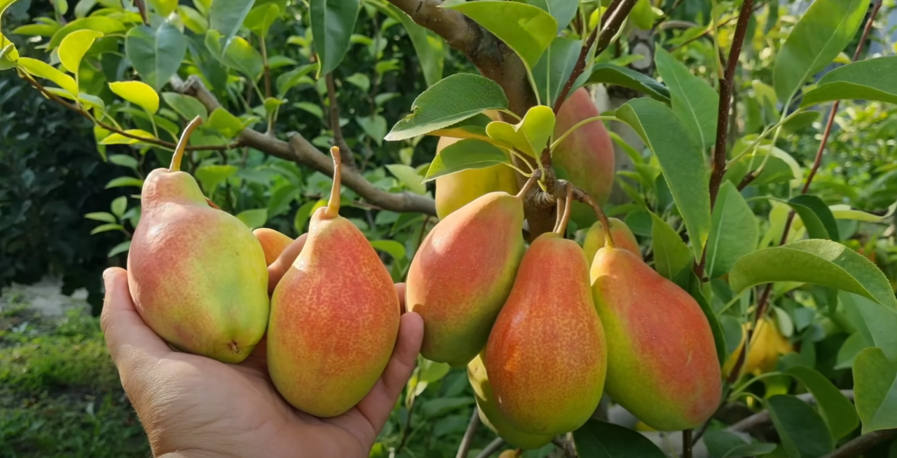 Садівник назвав найкращий і найпопулярніший сорт груші у 2025 році